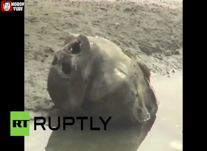 Video :On the banks of the Ganges (India), dogs consume decaying corpses